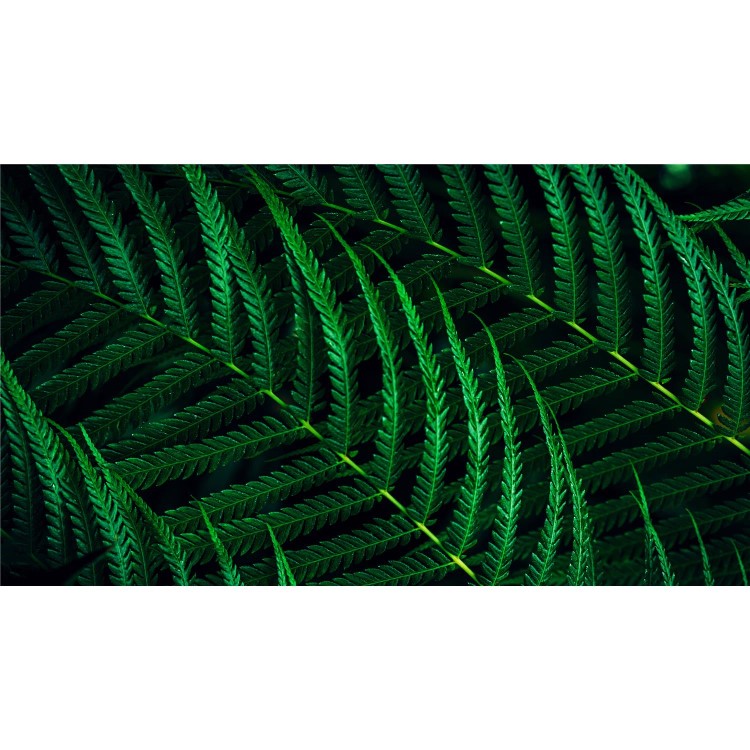 Philips 5000 Series 27B2G5601 27" IPS QHD 100Hz RJ45 Efficiency Business Monitor