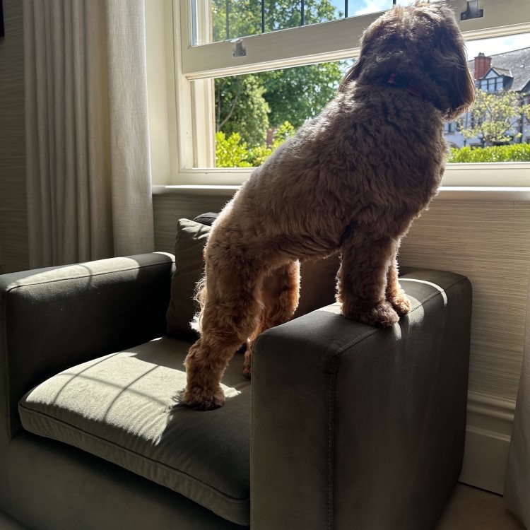 Hudson Khaki Green Velvet Pet Sofa Bed - Suitable for Dogs & Cats
