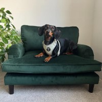 Payton Green Velvet Pet Sofa - Suitable for Dogs & Cats