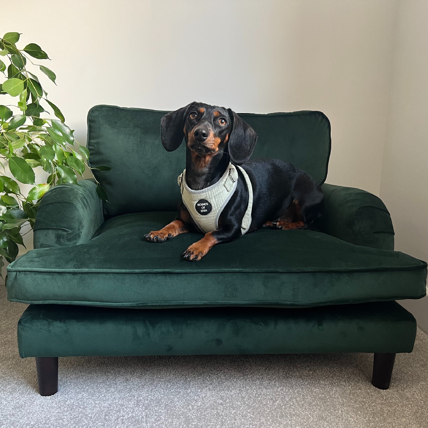 Pet Sofa Bed in Green Velvet Suitable for Dogs Cats Payton BuyItDirect.ie