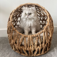 Rattan Dome Cat Bed