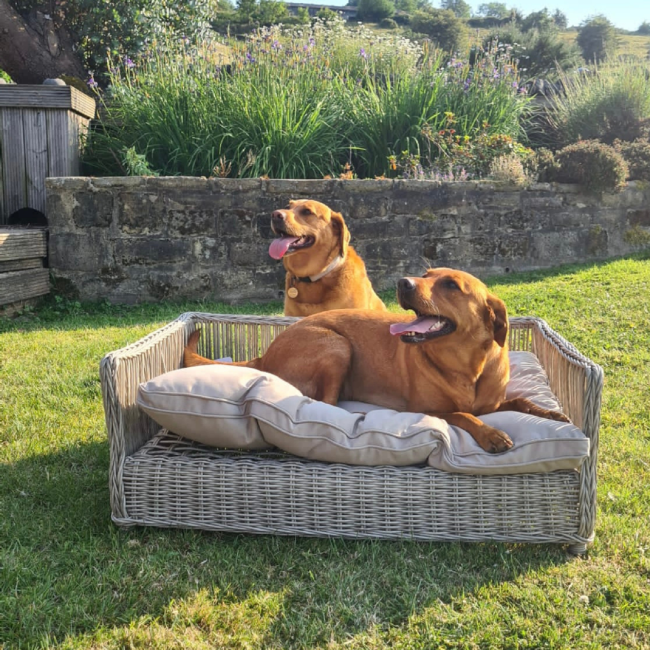Air cooled dog bed top