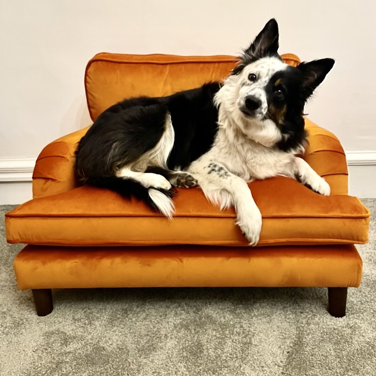 Payton Orange Velvet Pet Sofa - Suitable for Dogs & Cats