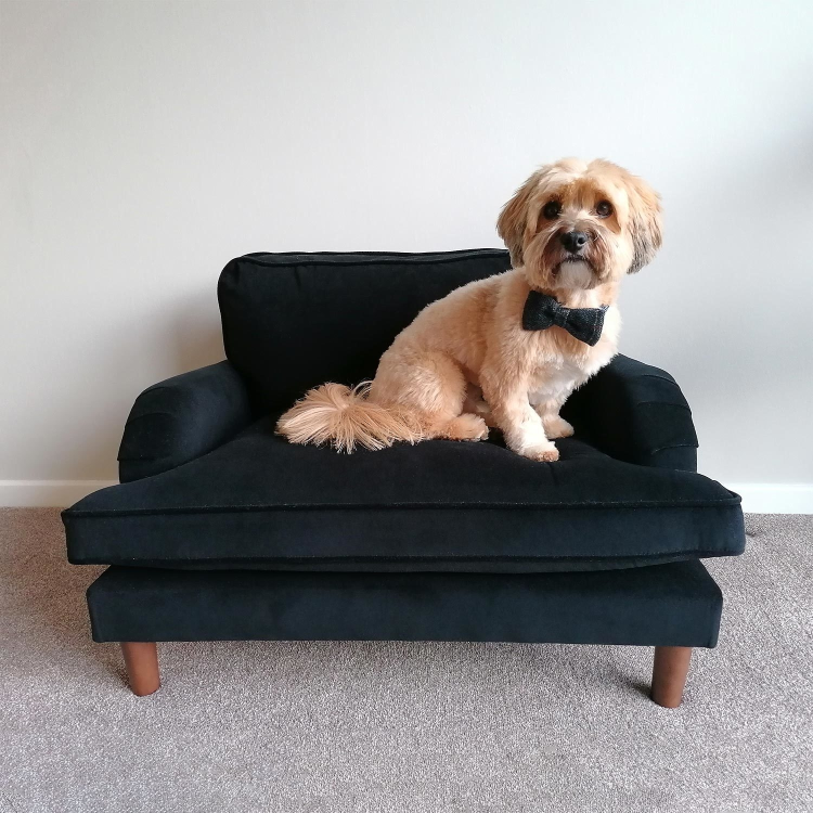 Payton Black Velvet Pet Sofa - Suitable for Dogs & Cats