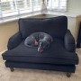 Payton Black Velvet Pet Sofa - Suitable for Dogs & Cats