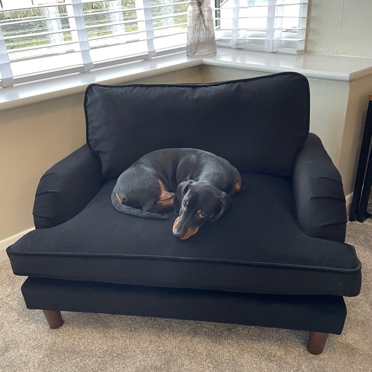 Payton Black Velvet Pet Sofa - Suitable for Dogs & Cats