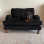 Payton Black Velvet Pet Sofa - Suitable for Dogs & Cats