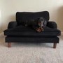 Pet Sofa Bed in Black Velvet - Suitable for Dogs & Cats