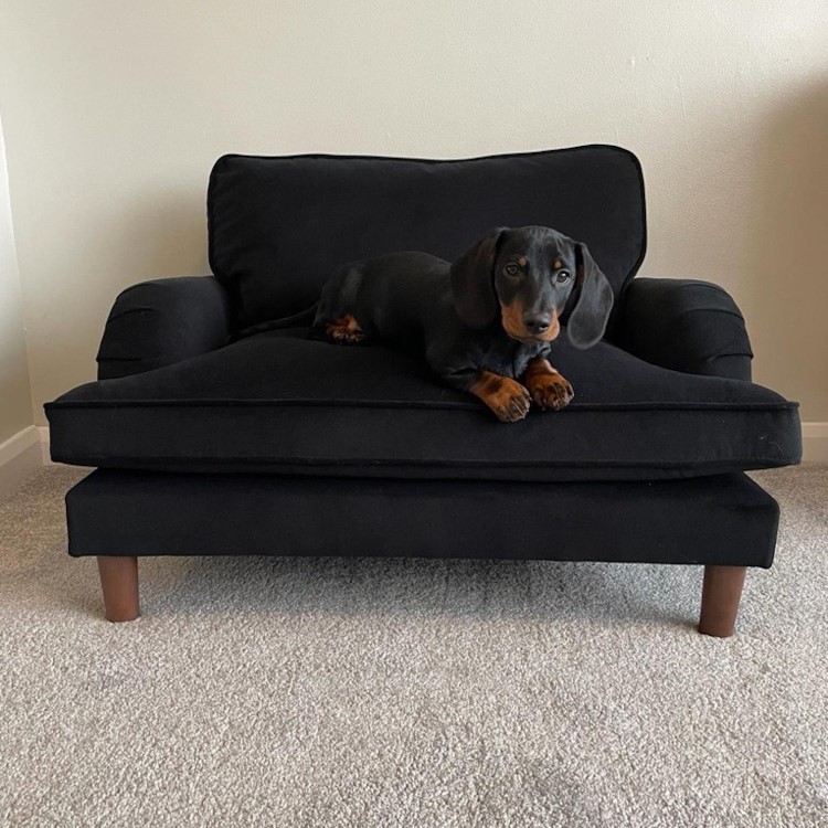 Payton Black Velvet Pet Sofa - Suitable for Dogs & Cats