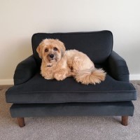 Payton Charcoal Grey Velvet Pet Sofa - Suitable for Dogs & Cats