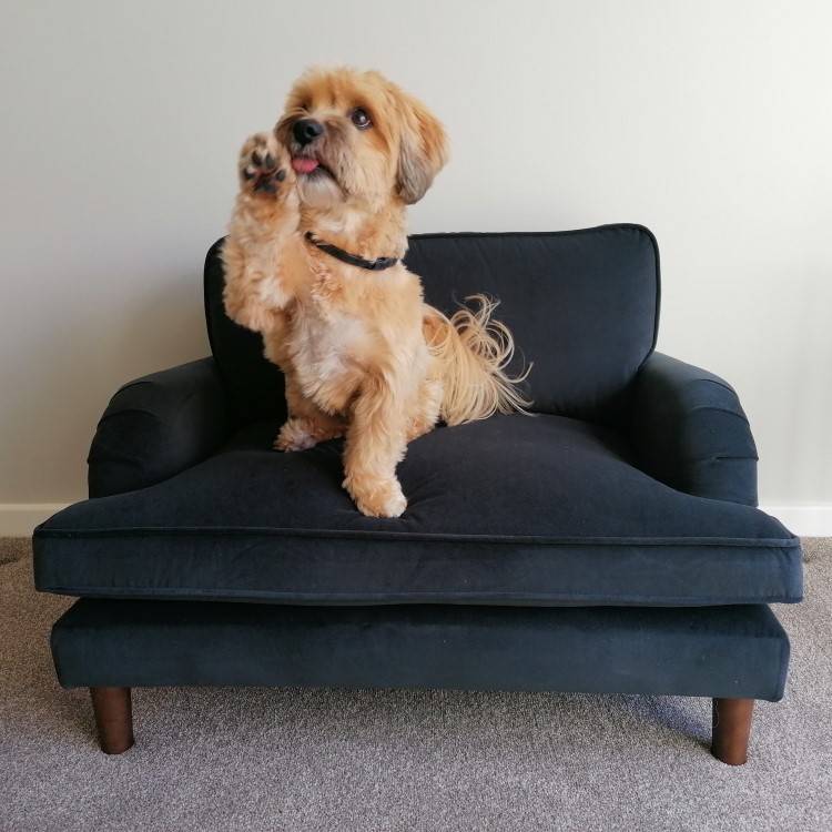 Payton Charcoal Grey Velvet Pet Sofa - Suitable for Dogs & Cats