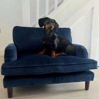 Dog Sofa Bed in Blue Velvet - Payton Dog Sofa Bed in Blue Velvet - Payton