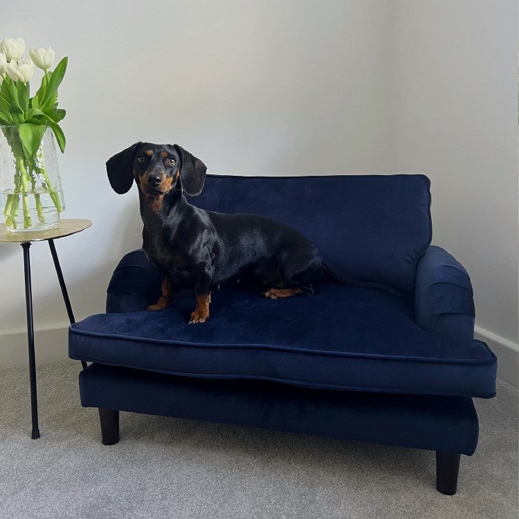 Payton Blue Velvet Pet Sofa Bed - Suitable for Dogs & Cats
