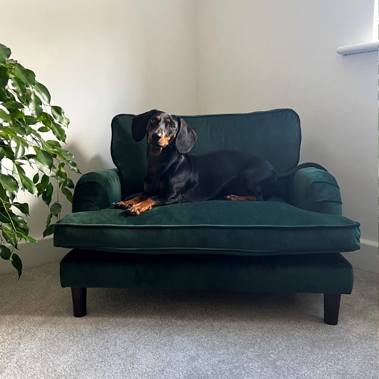 Dog Sofa Bed in Green Velvet - Payton
