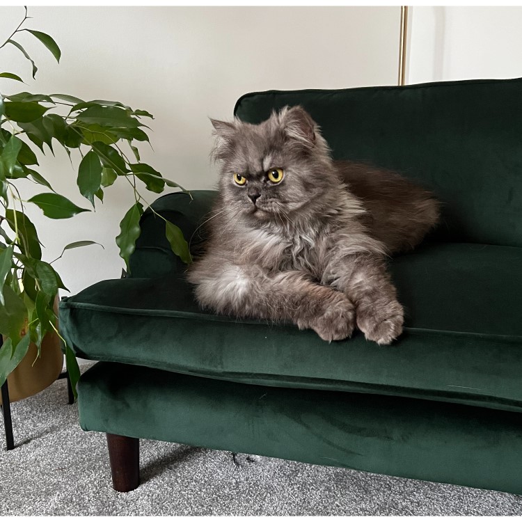 Dog Sofa Bed in Green Velvet - Payton