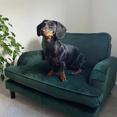 Payton Green Velvet Pet Sofa Bed - Suitable for Dogs & Cats