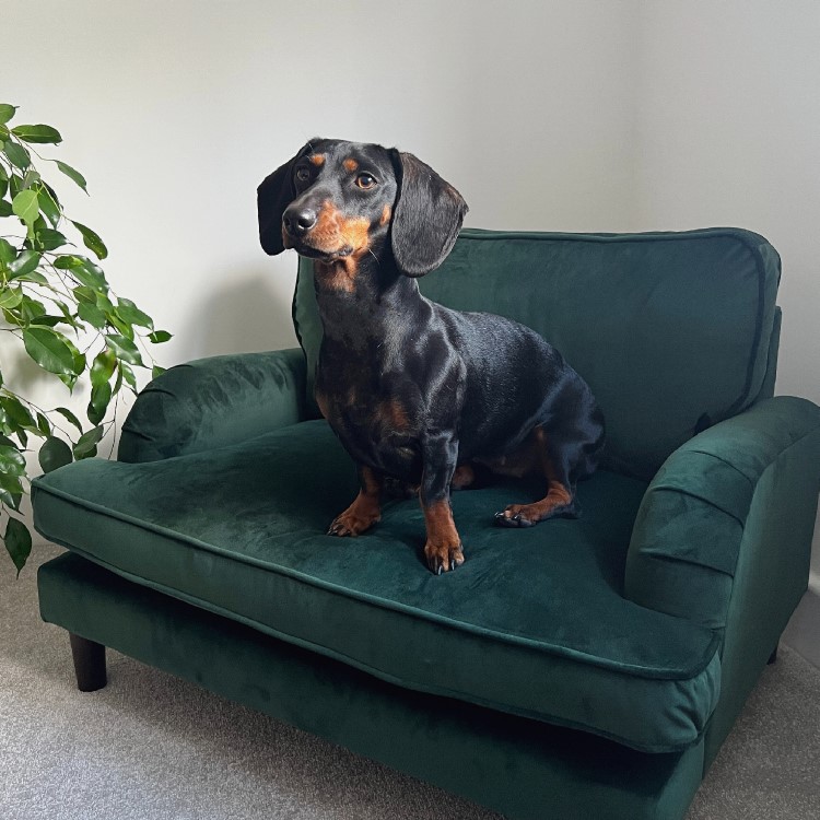 Dog Sofa Bed in Green Velvet - Payton