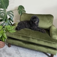 Payton Olive Green Velvet Pet Sofa Bed - Suitable for Dogs & Cats