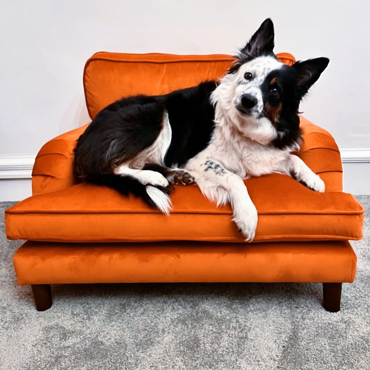 Dog Sofa Bed in Orange Velvet - Payton