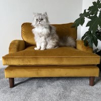 Payton Mustard Yellow Velvet Pet Sofa Bed - Suitable for Dogs & Cats Payton Mustard Yellow Velvet Pet Sofa Bed - Suitable for Dogs & Cats