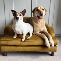 Payton Mustard Yellow Velvet Pet Sofa Bed - Suitable for Dogs & Cats