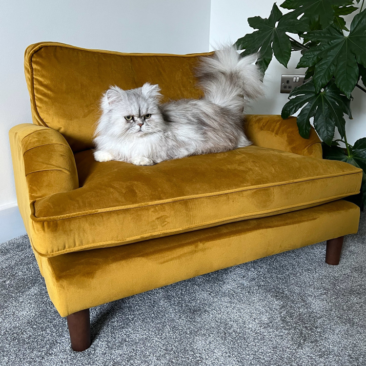 Payton Mustard Yellow Velvet Pet Sofa Bed - Suitable for Dogs & Cats