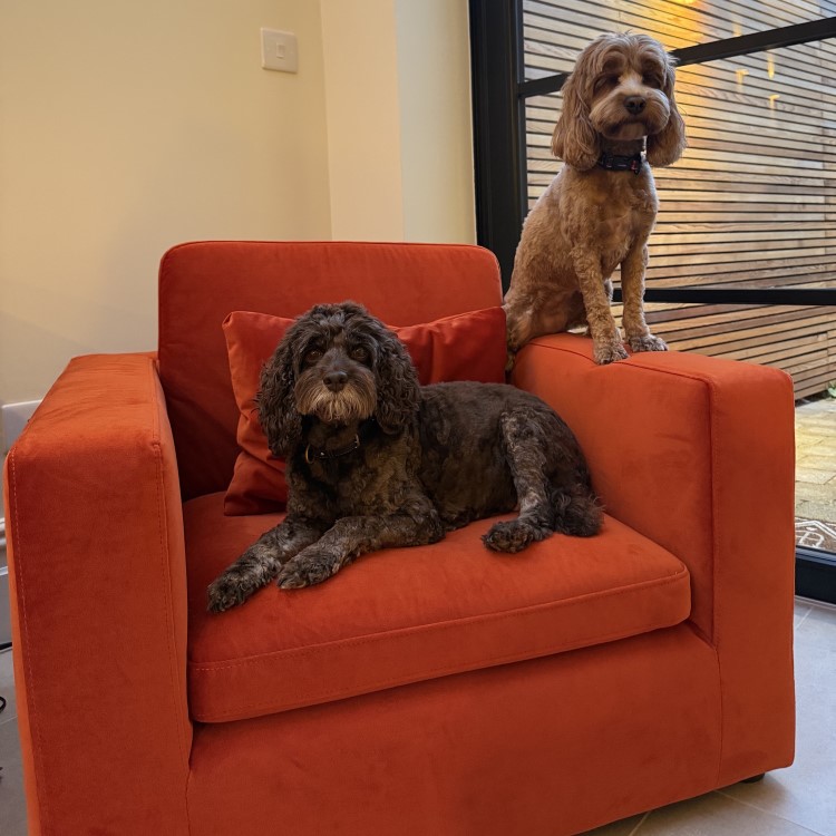 Dog Sofa Bed in Burnt Orange Velvet - Hudson