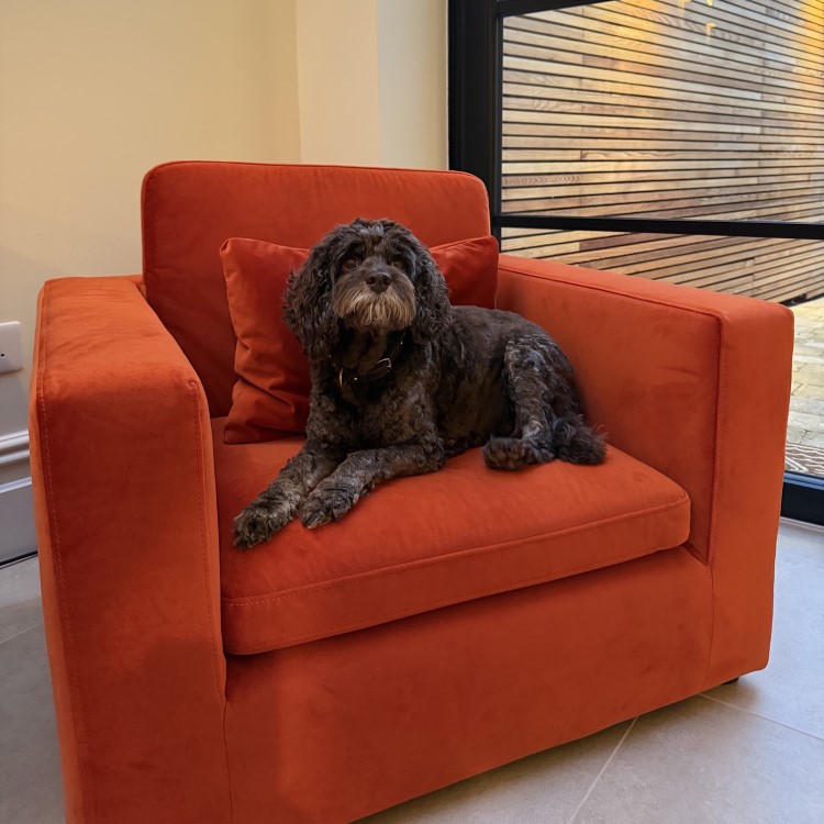 Hudson Burnt Orange Velvet Pet Sofa Bed - Suitable for Dogs & Cats