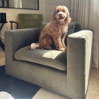 Hudson Khaki Green Velvet Pet Sofa Bed - Suitable for Dogs & Cats