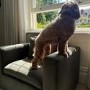 Hudson Khaki Green Velvet Pet Sofa Bed - Suitable for Dogs & Cats