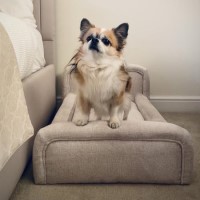 Small Dog Bed in Cream Textured Fabric with Washable Cover - Naomi Small Dog Bed in Cream Textured Fabric with Washable Cover - Naomi
