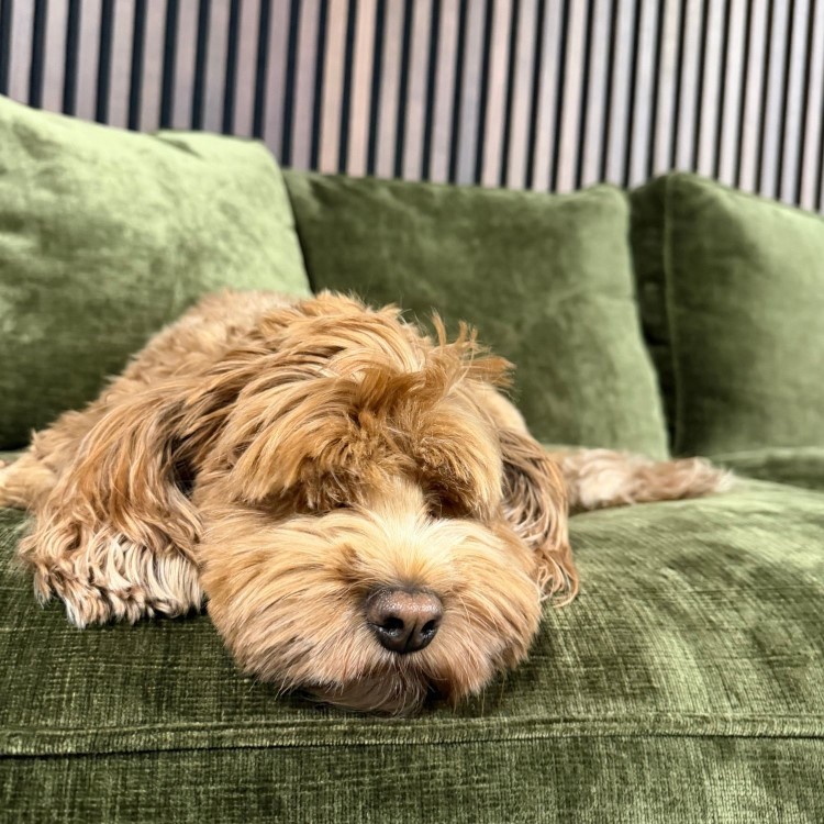 Moss Green Chenille Feather-Filled 3-Seater Sofa - Payton Heritage