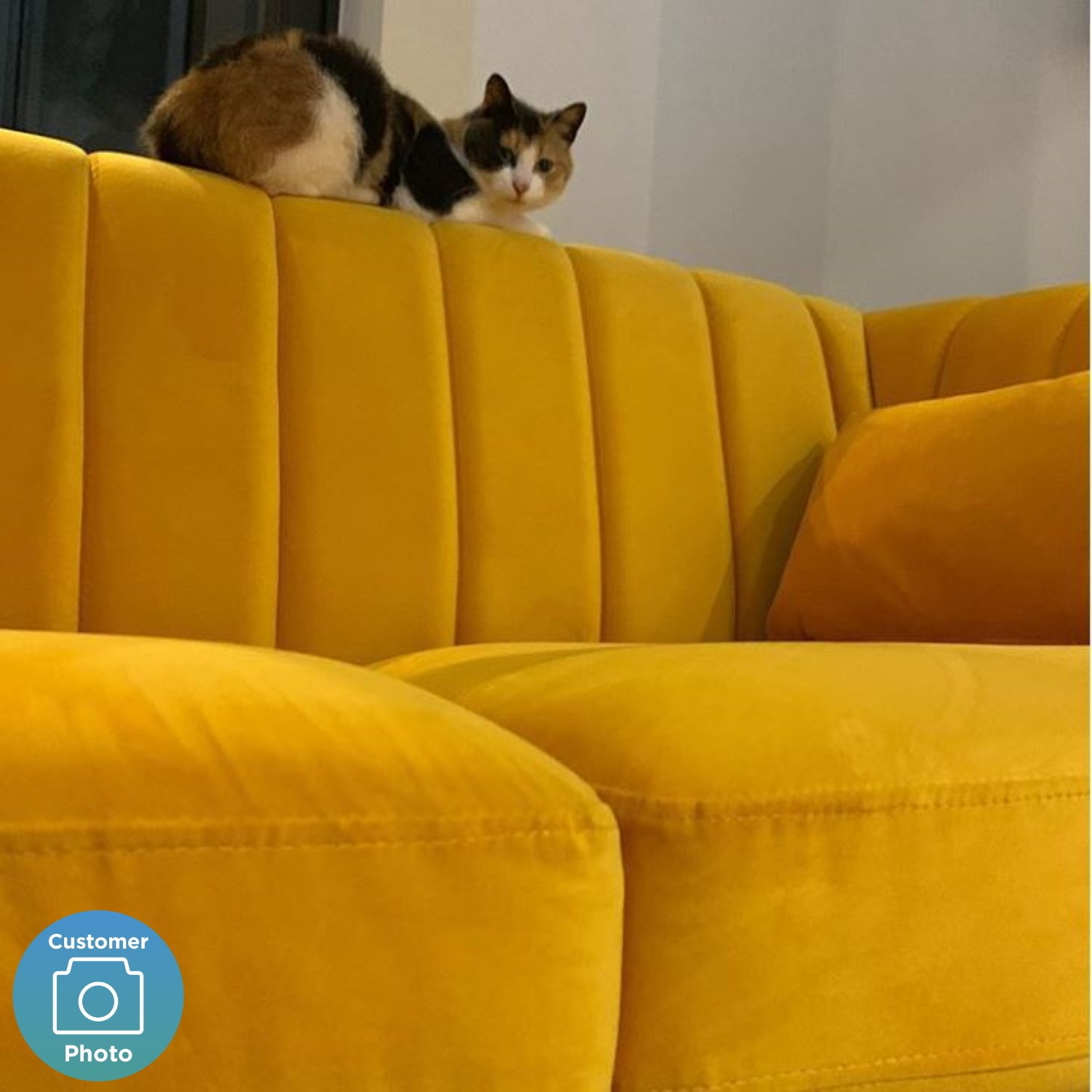 Lotti Mustard Yellow Velvet 2 Seater Sofa With Removable Cushions