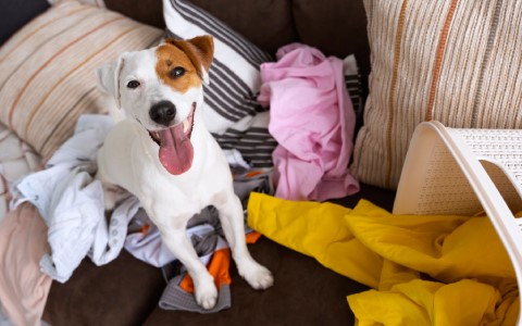 pet hair removal Tumble Dryer.